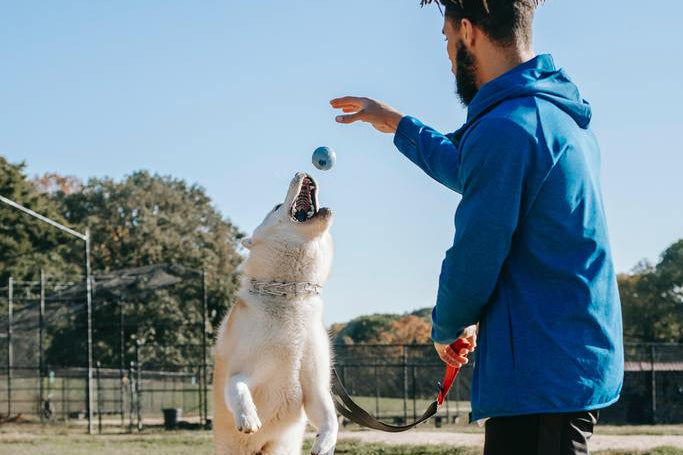 The Importance of Exercise & Mental Stimulation🐕