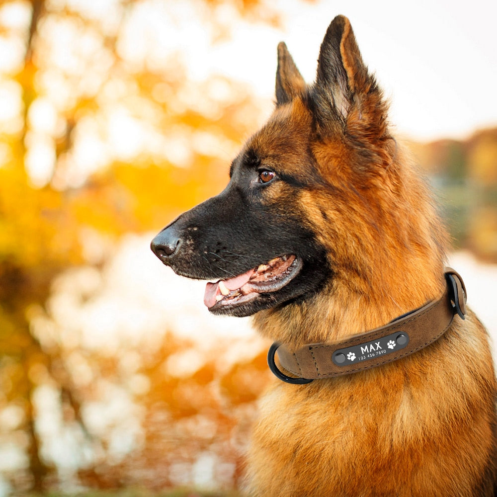 Personalised Collar & Lead Set